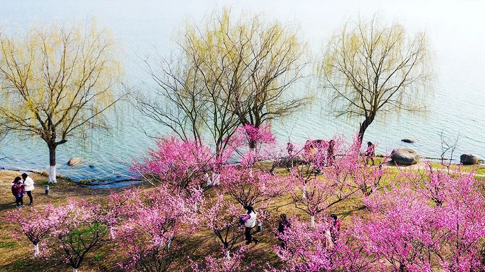 SuzhouWuzhong's tweet photo. From walking along the clear Yinshan Lake🌊 and soaking up the breathtaking lakeside scenery🌸🌿 to hiking through the lush forests🌲 on Qizi Mountain, don't hesitate to have a weekend date with #spring in #Wuzhong district, #Suzhou to fully relax and rewind.❤️ https://t.co/3xdcRdGK8k