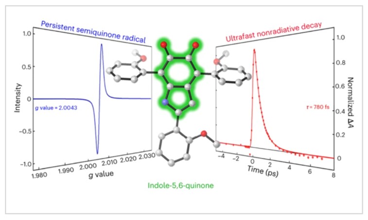 Scientists at @mcgillu, @OhioState, and @univgirona have successfully produced a melanin model compound. This breakthrough, published in @NatureChemistry, sheds light on the unusual properties that enable melanin to protect organisms from UV radiation. mcgill.ca/chemistry/chan…