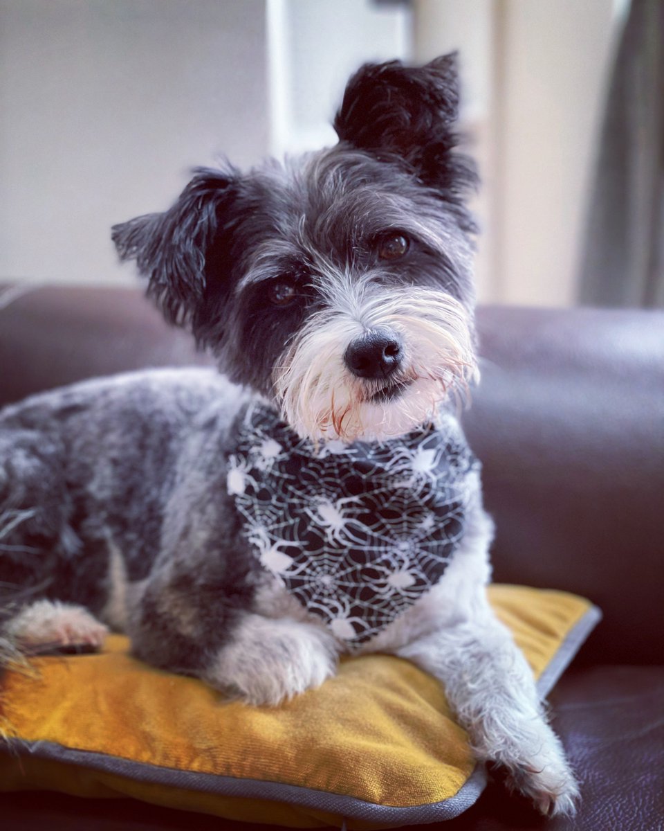 Developer Society tweet media