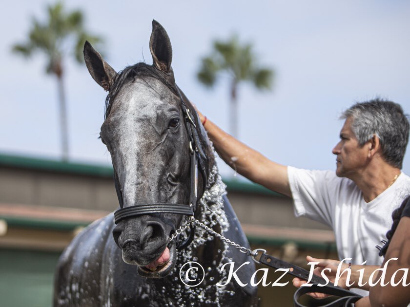 Commemorating the birthday of Arrogate,born on April 11,2013

アロゲート
2013.4.11生まれ