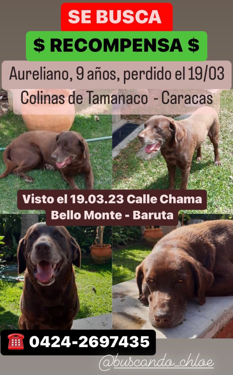 Difundo. Aureliano sigue perdido.  Esto es muy difícil para su dueña. Por favor grupo sabemos que Aureliano está resguardado por alguien. Necesitamos de la colaboración de todos para que por favor regrese Aureliano y a su casa.