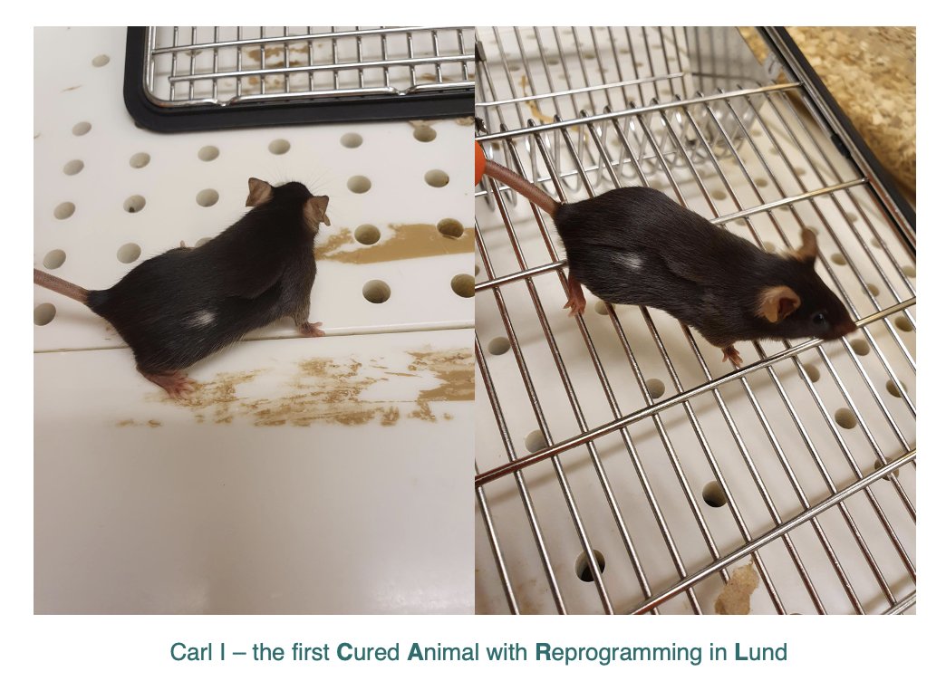 CellReproLab's tweet image. We would like to introduce Carl 1st to the world - the first cured animal with #reprogramming in Lund! An outcome of the REPRINT European consortium to establish proof-of-principle for new cancer immunotherapy based on in-vivo reprogramming of tumor cells to #dendritic cells🎉