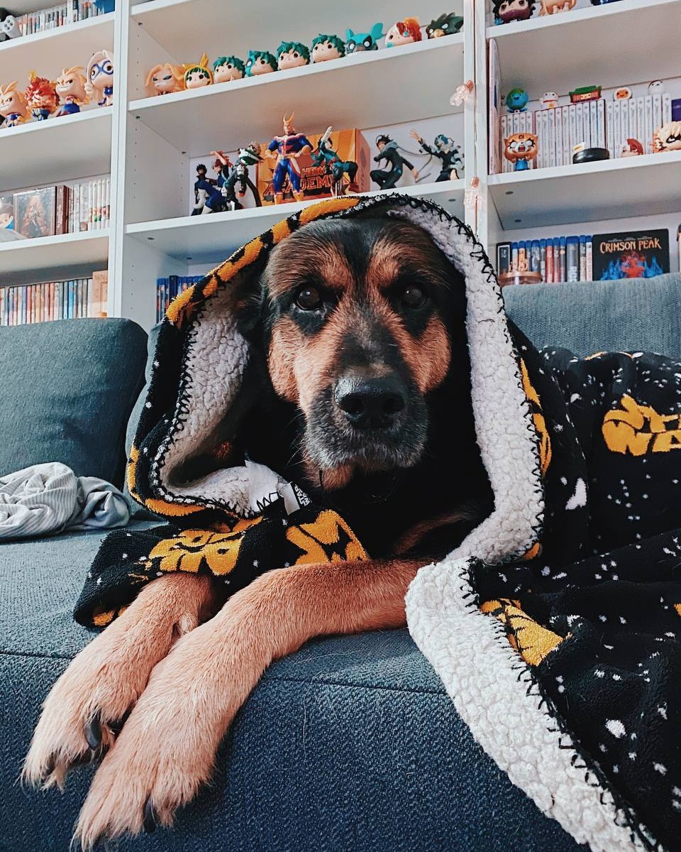 🐶🐱🐭 Today is Pets Day! Let's give our furry friends extra love and cuddles 🤗 #HappyPetsDay #FurFriends #LoveYourPets