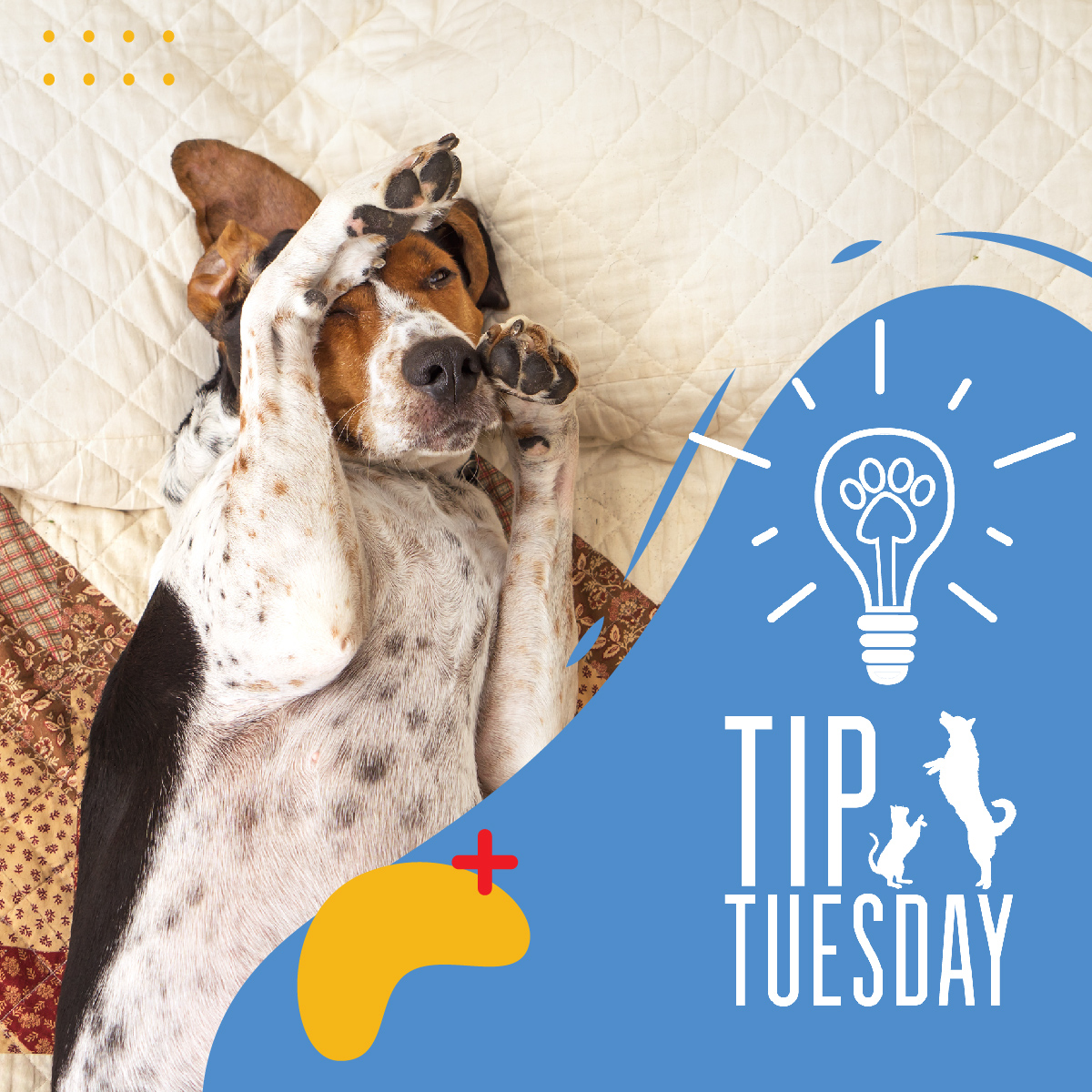 GlobalPetFoods's tweet image. With the spring season also comes allergies. We pet parents are not the only ones suffering through it 🤧 We will discuss possible symptoms and tips to help our furry friends! [add blog link] #Globalpetfoods #petswithallergies #allergysolutions