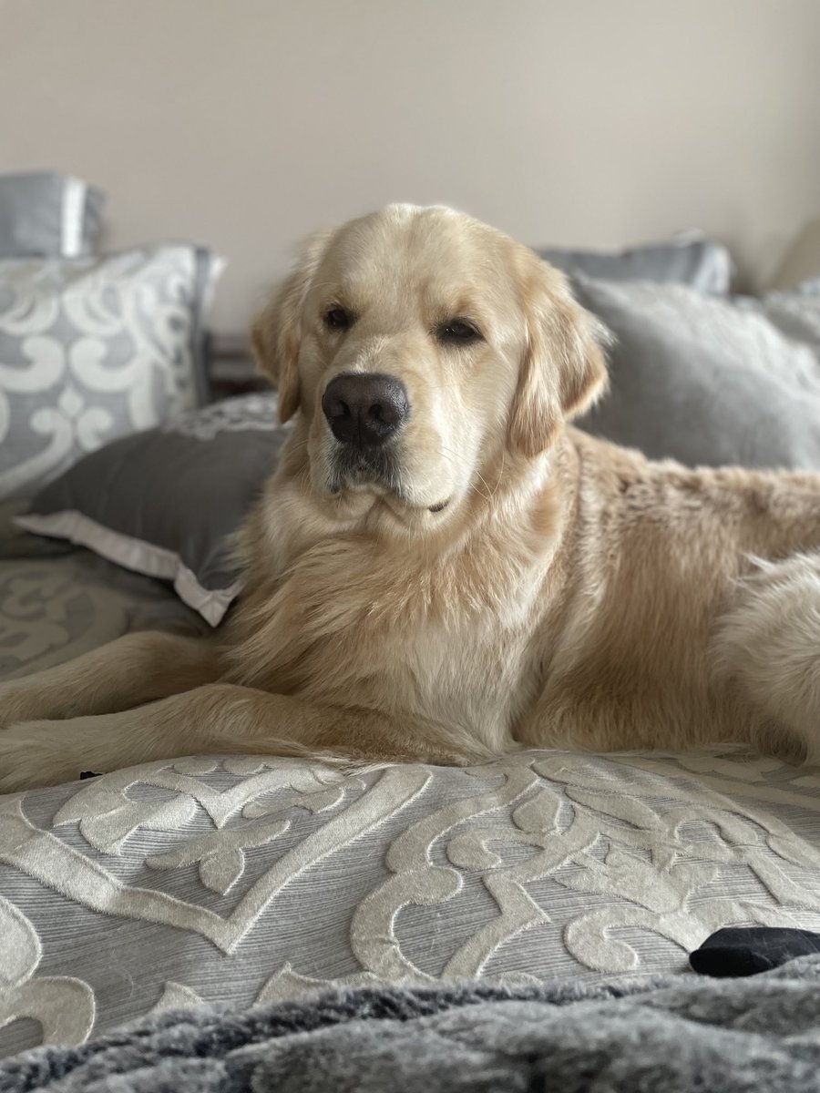 ConnieAbrams's tweet photo. It’s National Pet day!   Show them extra love today, and please share pics.. we would love to see them . https://t.co/rkIvuL0sWn