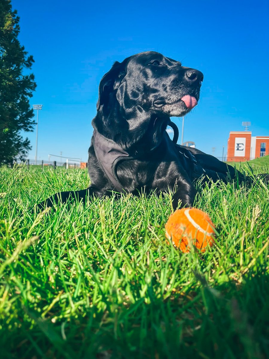 ETSUAlumni's tweet photo. Happy #NationalPetDay, BUCS! We asked you to share photos of your furry friends, and we love the CUTENESS overload! Check out some of ETSUโs biggest (furry) fans! ๐๐ #ETSUPRIDE365 https://t.co/bWiLTfi8Es