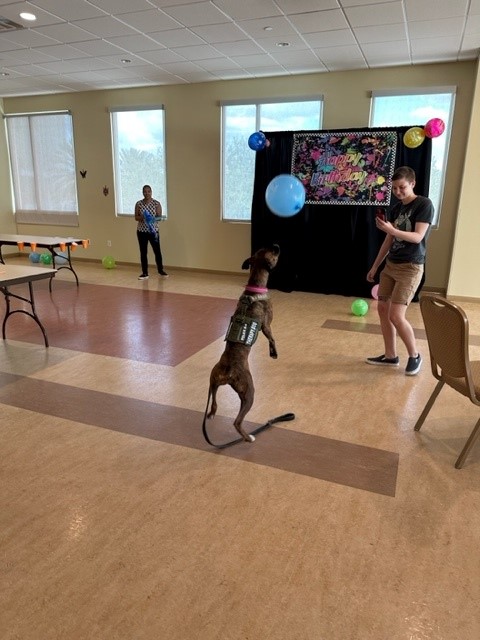 USFPDTampa's tweet photo. Today is National Dog Therapy Appreciation Day.
Special thanks to our friends at MSC for throwing a Bash for Bailey! #USFPDK9 #USFPD https://t.co/B4KctS7mQZ
