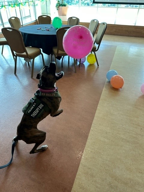 USFPDTampa's tweet photo. Today is National Dog Therapy Appreciation Day.
Special thanks to our friends at MSC for throwing a Bash for Bailey! #USFPDK9 #USFPD https://t.co/B4KctS7mQZ