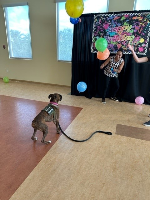 USFPDTampa's tweet photo. Today is National Dog Therapy Appreciation Day.
Special thanks to our friends at MSC for throwing a Bash for Bailey! #USFPDK9 #USFPD https://t.co/B4KctS7mQZ