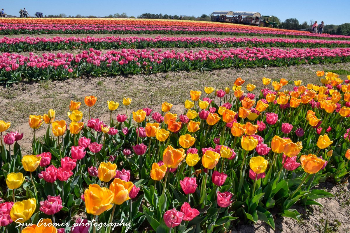 Sue Cromer on Twitter "Tulips at Burnside Farms in Nokesville, VA this