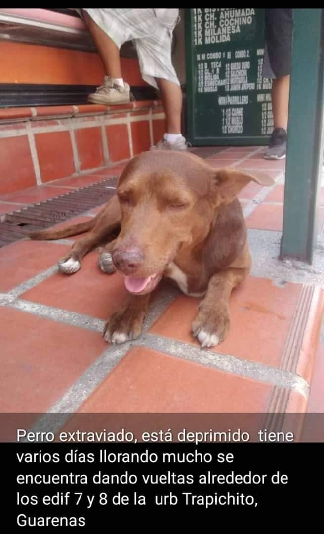 PerroUsuario's tweet photo. #Difundimos Perro extraviado, está deprimido,   tiene varios días llorando mucho. Se encuentra dando vueltas alrededor de los edif 7 y 8 de la  urb Trapichito, Guarenas https://t.co/78I7MdvvVV