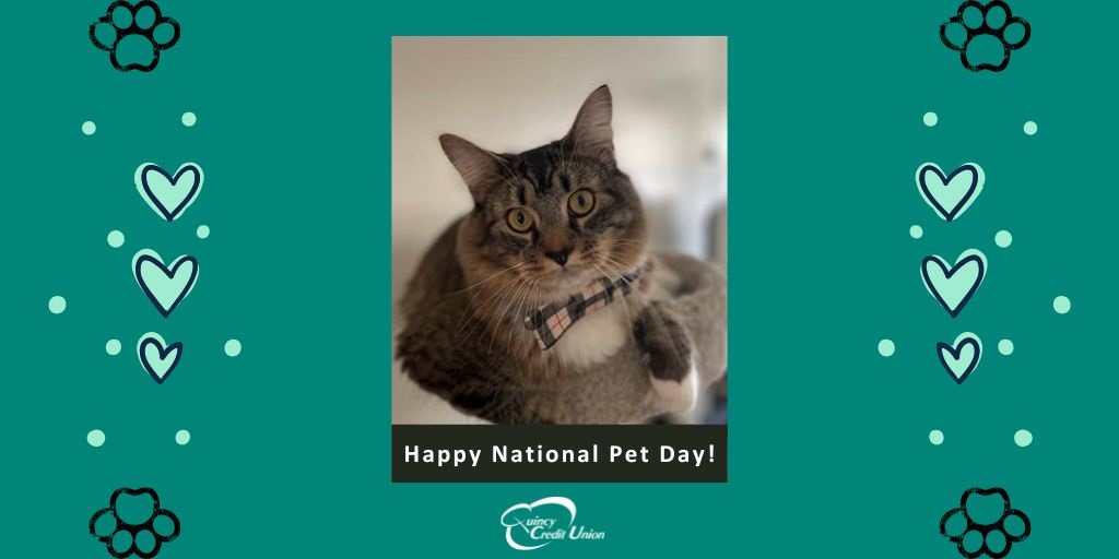 Quincy_CU's tweet photo. Happy #NationalPetDay! Today weโre celebrating the furry friends who make our lives brighter by spotlighting a few of our employeeโs beloved pets. #EmployeePets #petday #southshorema #quincycreditunion https://t.co/V3xciguo8s