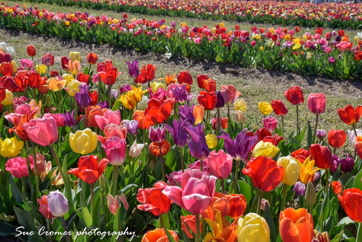 Sue Cromer on Twitter "Tulips at Burnside Farms in Nokesville, VA this