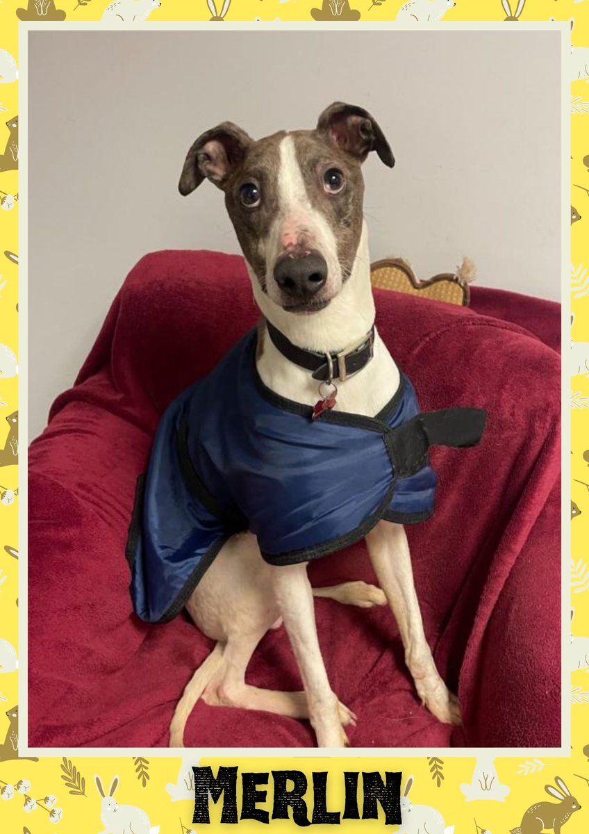 Merlin would like you to retweet him so the people who are searching for their perfect match might just find him 💚🙏 oakwooddogrescue.co.uk/meetthedogs.ht… 
#teamzay #dogsoftwitter #rescue #rehomehour #adoptdontshop #k9hour #rescuedog #adoptable #dog