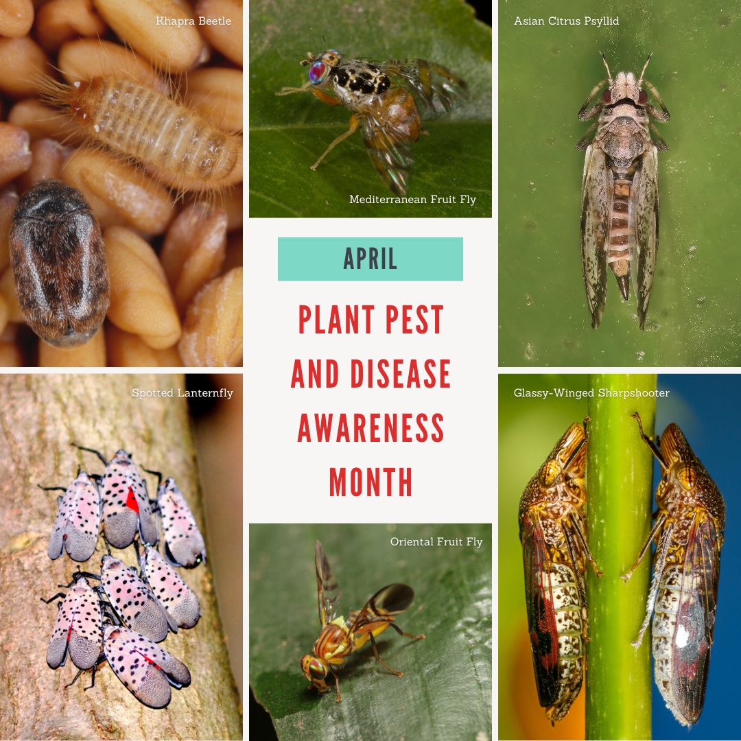 Don't Pack a Pest tweet media