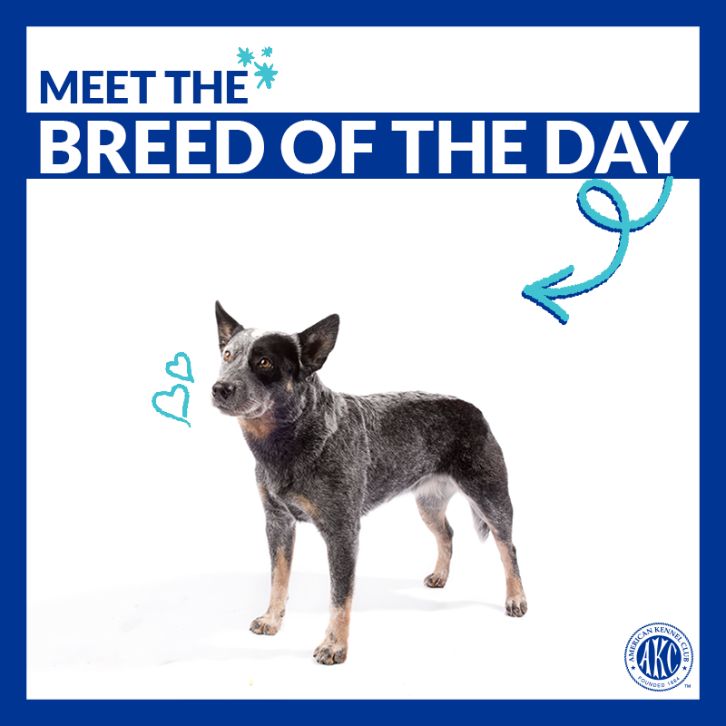 akcdoglovers's tweet image. Loyal, intelligent, and tenacious. Meet the Australian Cattle Dog → bit.ly/2LDRvKa #ThisisAKC