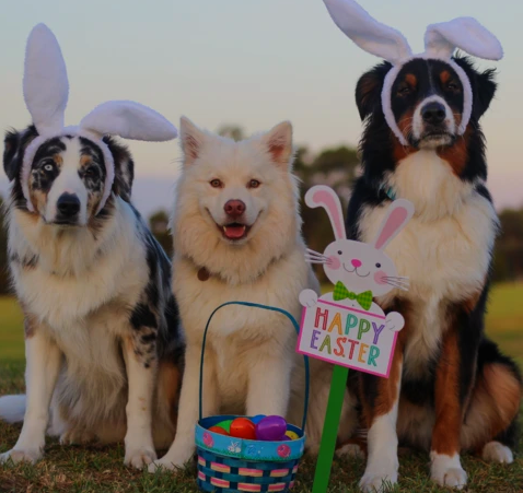 Pixelesfelices's tweet photo. Una sesión muy llena de amor😍🐰🥚 https://t.co/sZM5rYPEjF