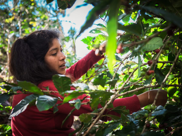 BarefootCollege's tweet photo. Have you ever wondered how much work goes into producing one cup of #coffee ☕ ? 
We purchase #Guatemalan coffee at #fairwages from organic #farmers.

#livelihoods #Indigenous #womenempowerment #embraceequity #Indigenouswomen

Read about their journey:
https://t.co/3aboKsWYQx https://t.co/hasJGc69hV
