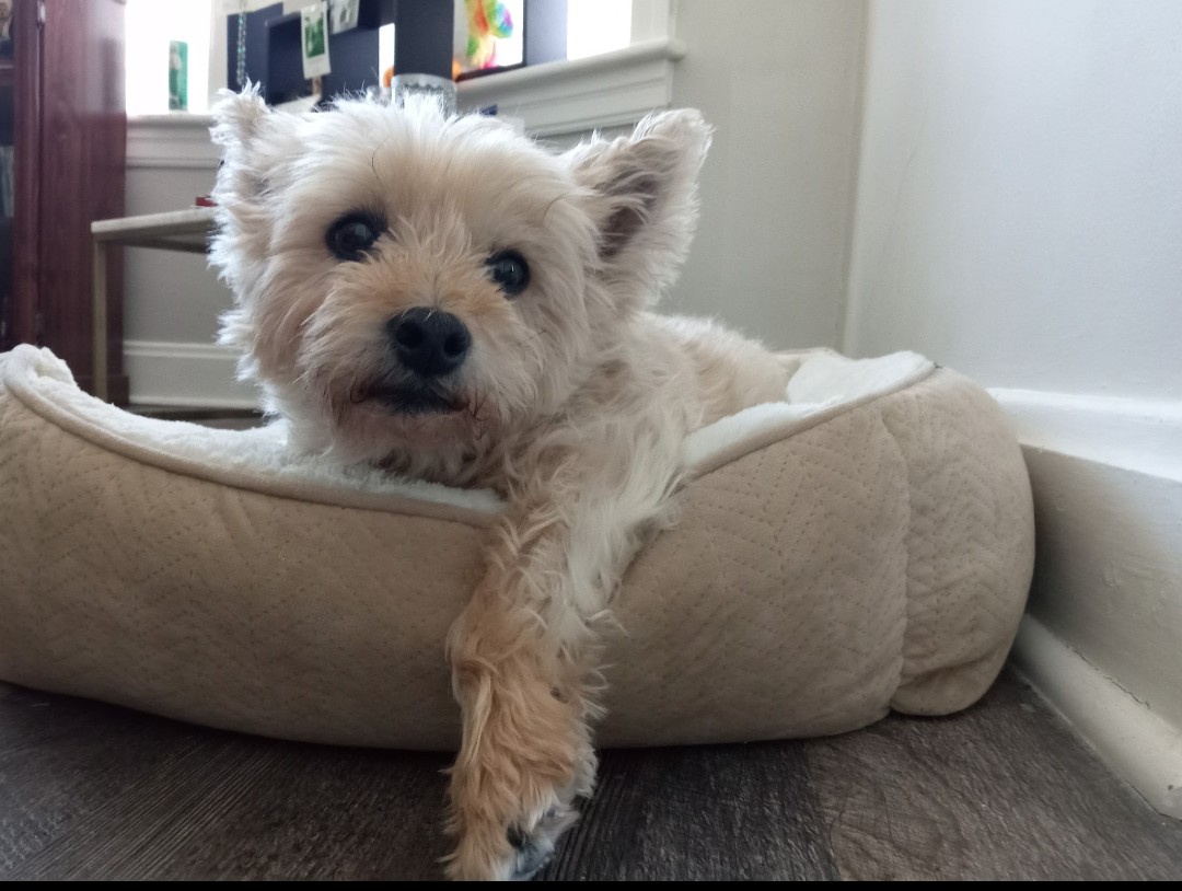 SuMaNew's tweet photo. #gooddaydc #NationalPuppyDay love my Izzy girl. #DogLover https://t.co/YJR7gLJ2p1