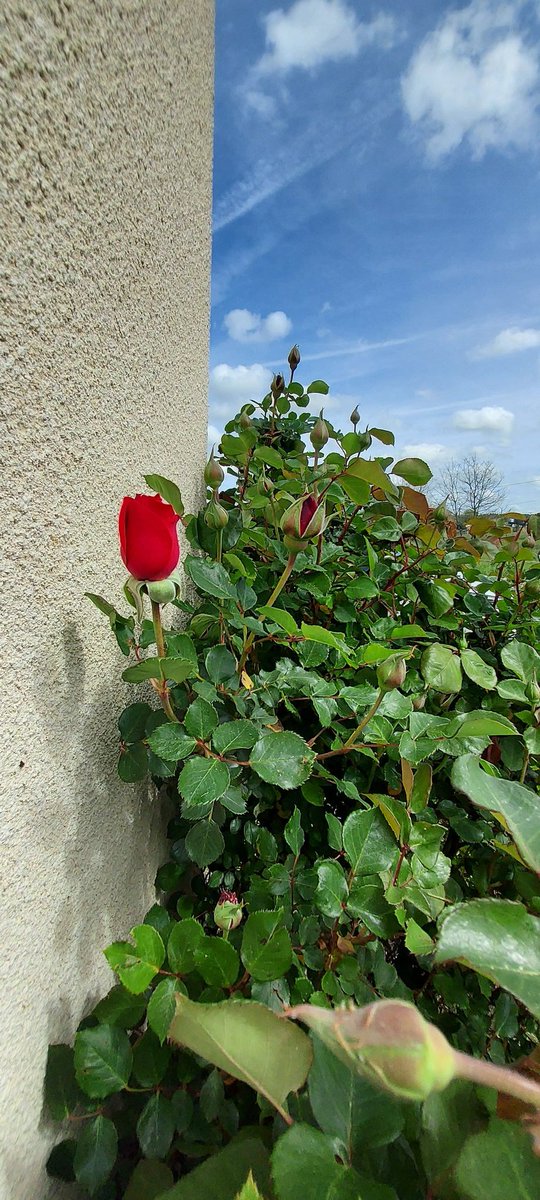 ImagesChristian's tweet photo. Ma première rose...
#3mots
My📸 https://t.co/OxaRmX2G5e