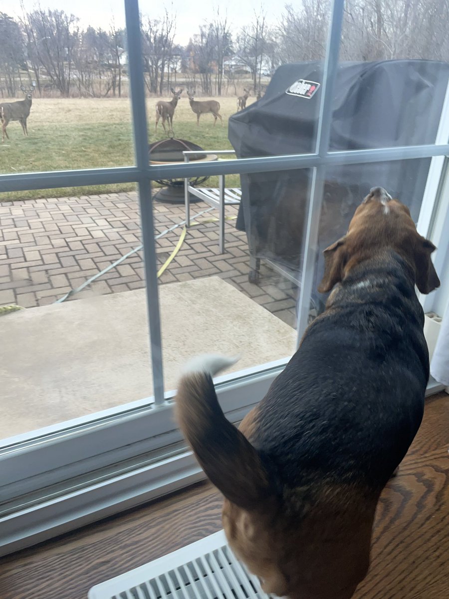 Hey you guys I’m Trapper!! Want to play?? #AnimalCrossing #beagle #trappertweets #DogsofTwittter