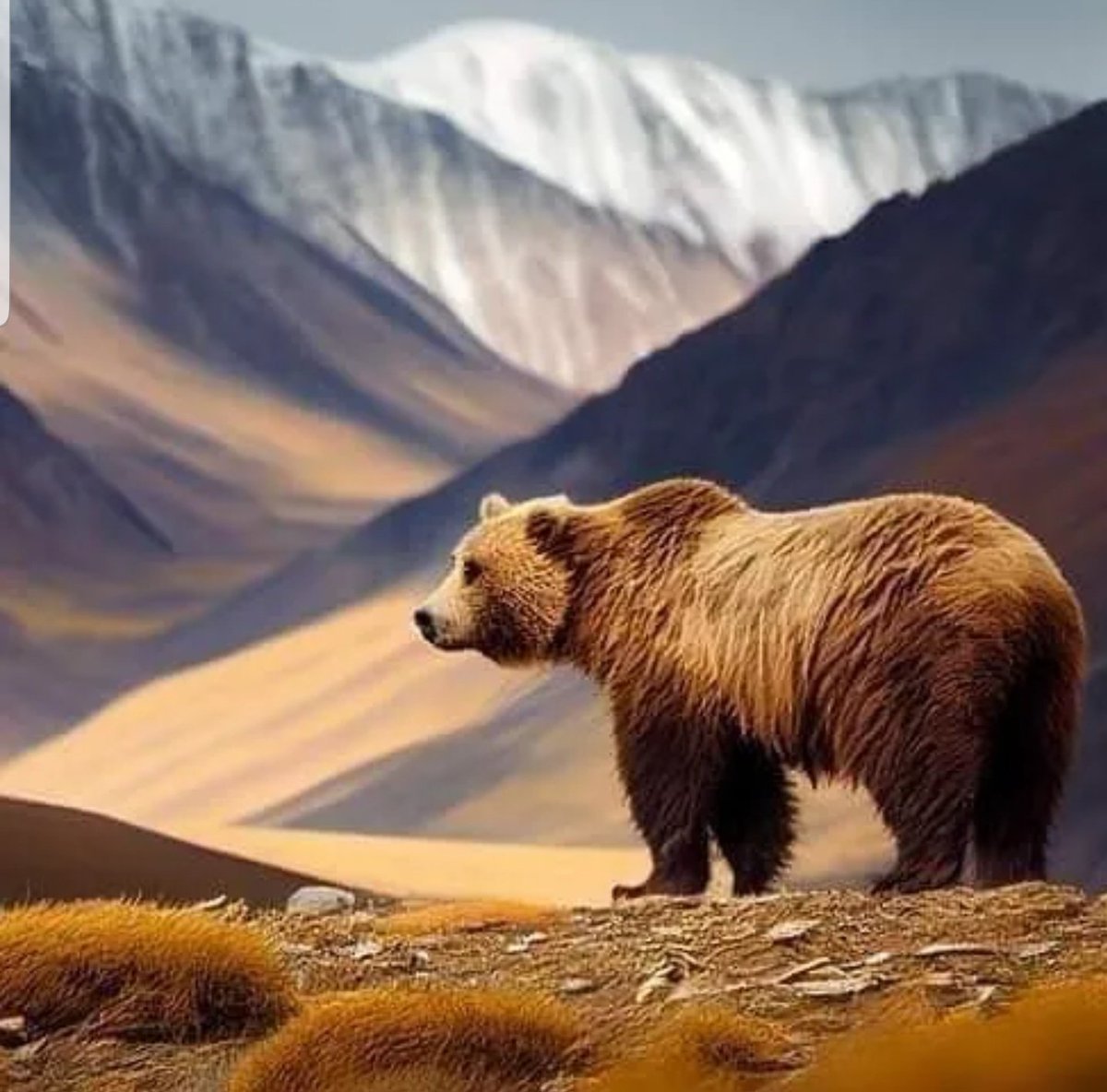 Deosai National Park Gilgit Baltistan 🇵🇰– Home of The Himalayan brown bears🐻
دیوسائی نیشنل پارک - ہمالیائی بھورے ریچھوں کا گھر۔

Courtesy : PTDC