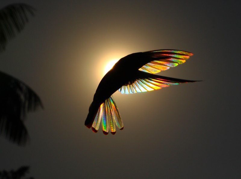 Arteymas_'s tweet photo. La iridiscencia del colibrí es magnífica… el fotógrafo Christian Spencer realizó la proeza de captar las alas de los colibríes en condiciones que destacan aún más su plumaje. Se encontraba en Río de Janeiro y un día fotografió a un colibrí a contraluz, con el Sol de fondo. https://t.co/0kZqOjj57v