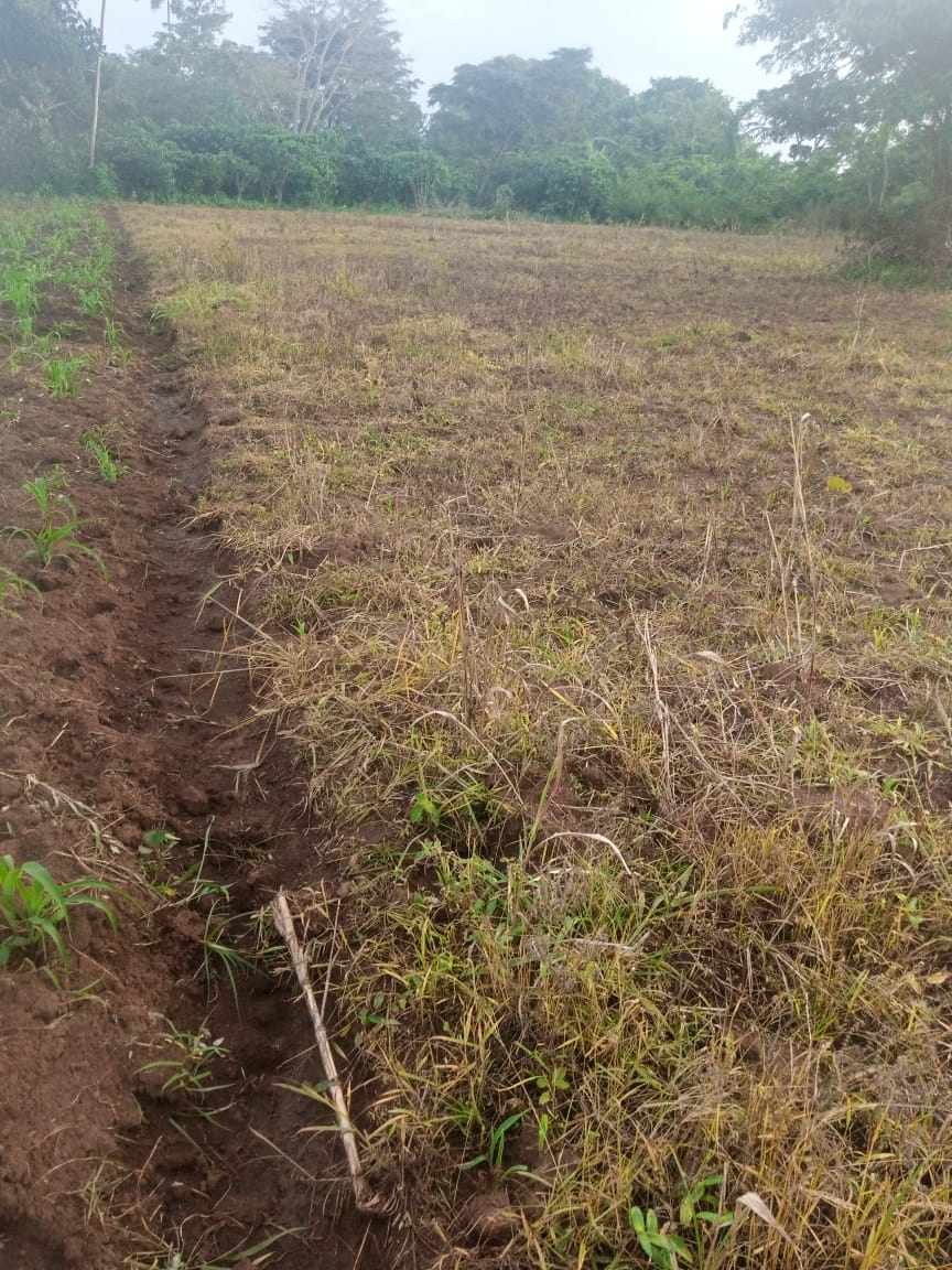 YOTUUGANDA's tweet photo. Settings of #YOTU farming for this year, as we pray hard so that we get positive harvests. Stay following for the updates of our farming. From @impactMarket_  UBI savings to future investments.thanks @mbarrbosa @JessicaGbt  @ana_nev8 and others plus partners for the everything. https://t.co/v2GsqSemKk