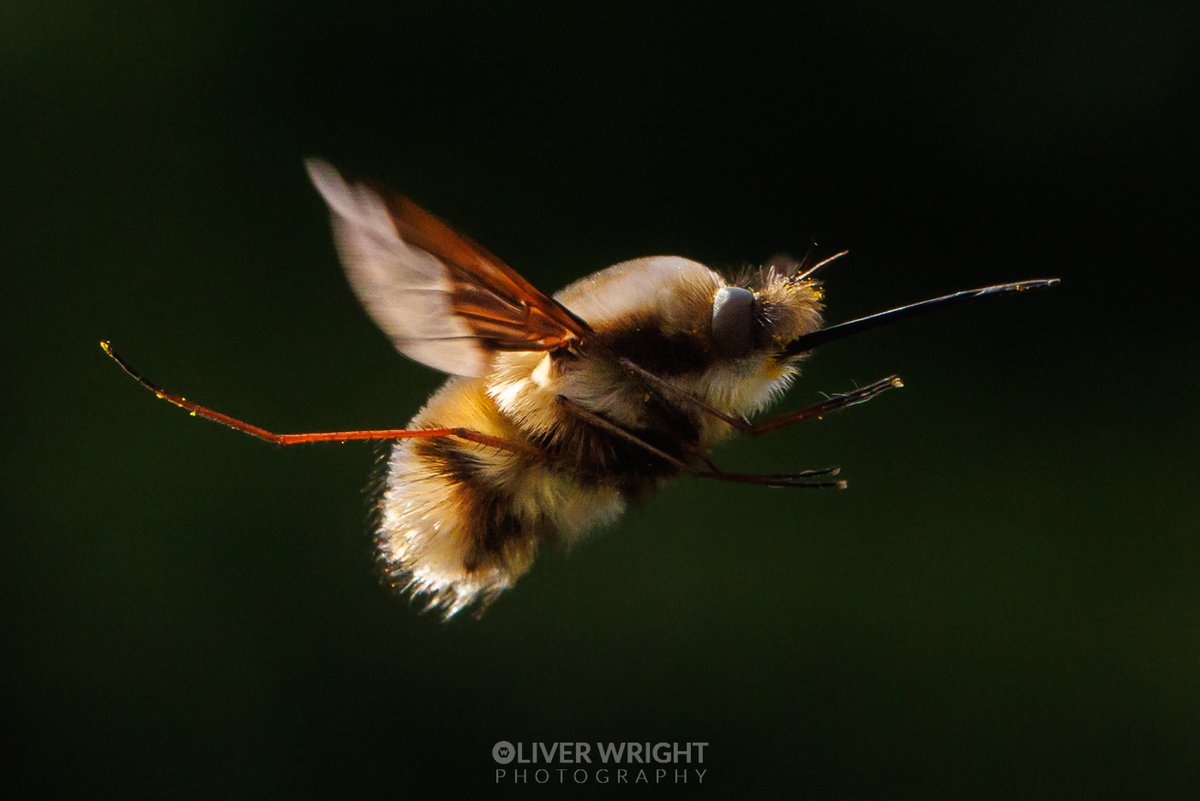 What looks like a bee but is actually a fly?

A bee-fly of course :)

Just caught this one in flight in my back garden after coming back from unsuccessful insect hunt ironically

1st macro of the year from being back in the UK...