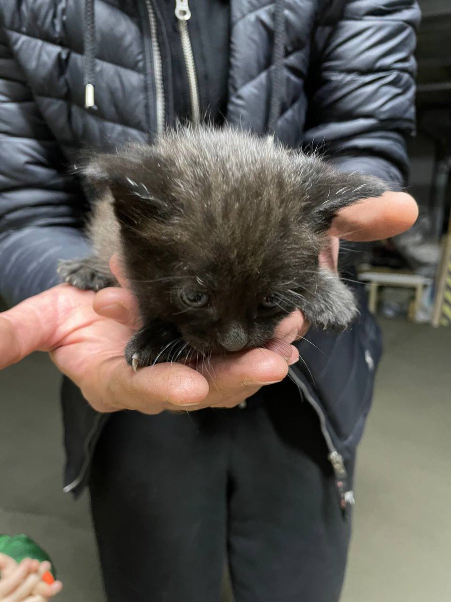 Дорогой СПб! Подруга нашла у себя в подземном паркинге (Московский район) кошку с тремя котятами. Два черных и один белоус. У них две собаки, себе взять никак не может. Ищем дом. Прошу ретвита:)