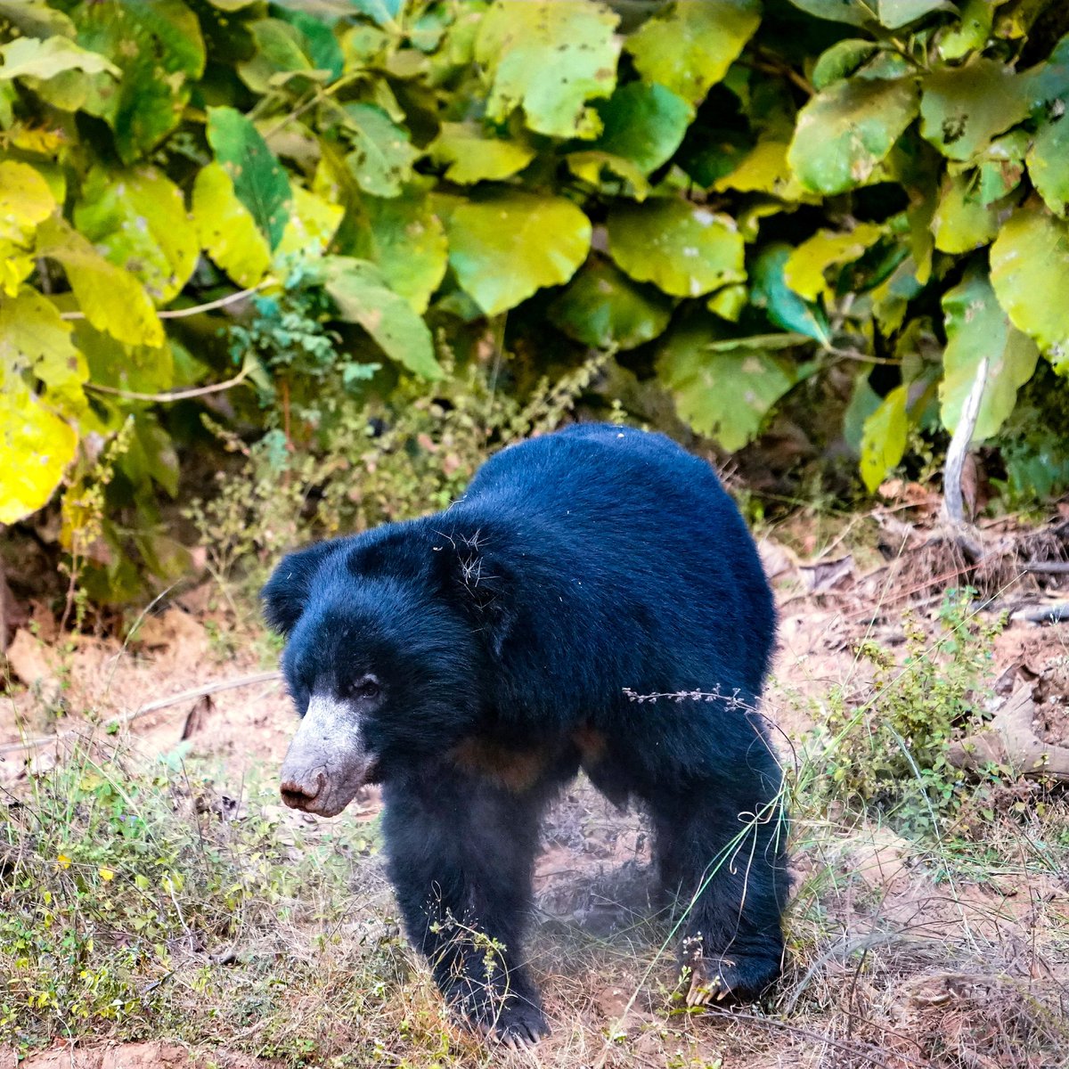 Sloth bears remind us of the beauty and diversity of nature. Let's protect them and preserve the wonders of our planet. 🌎🐻 #NaturePreservation #Conservationmatters #protectslothbears 
#wildlife #wildlifephotography