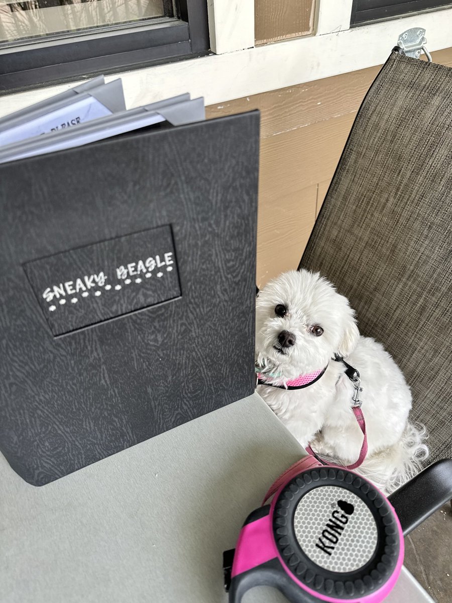 janae_longo's tweet photo. Gracie Longo having a chill lunch Happy#National Pet Day #BeOn2 https://t.co/BtO91z5OoW