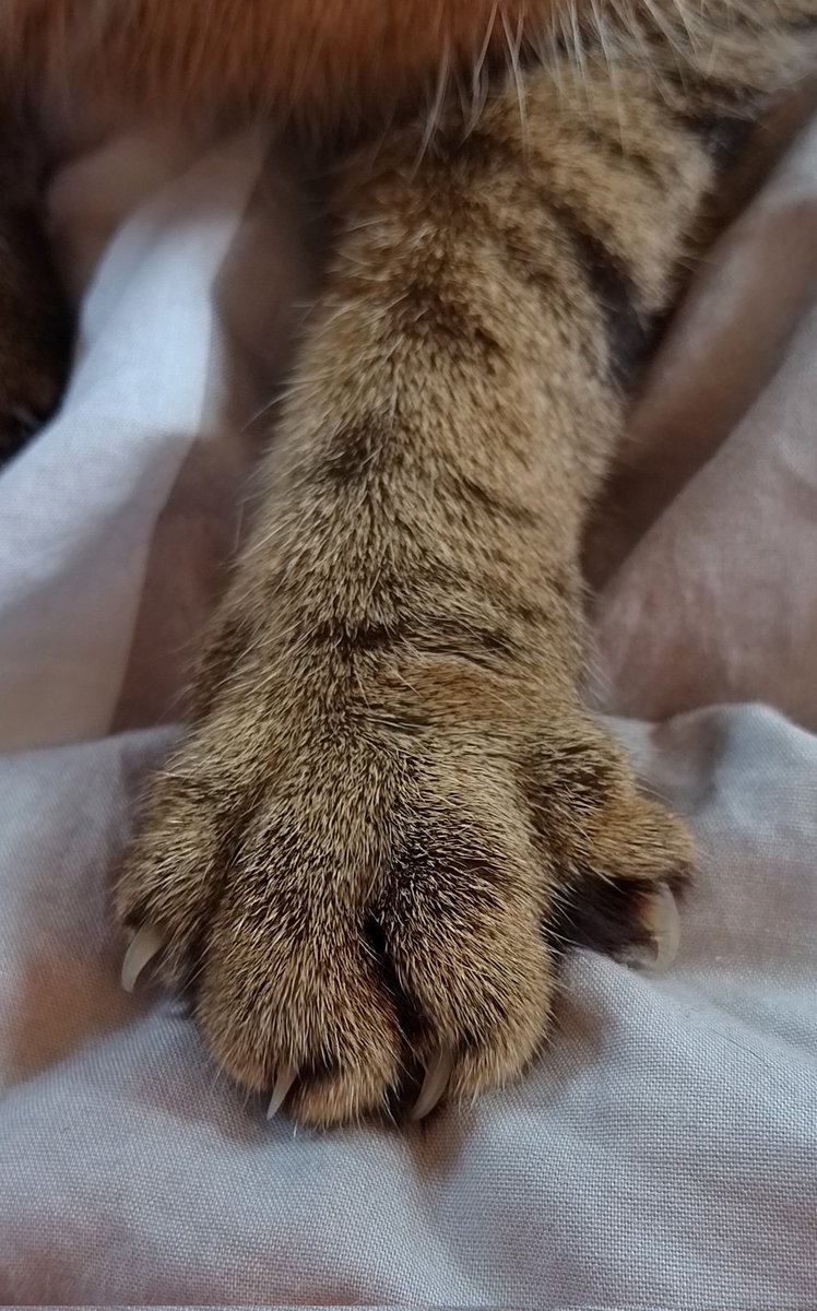 ThWetzel's tweet photo. #Pfoto #CatsofTwittter https://t.co/ZrBzJykm5e