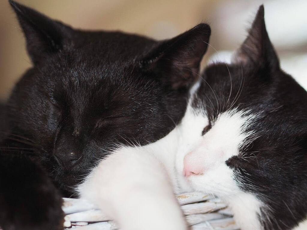 harmonicatsDE's tweet photo. Unsere Jungs ♥️
_____________________
#kater #katerglück #cat #katze #katzenglück #katzenfreunde #katzenaufinstagram #freundefürsleben #catfriendship #europäischkurzhaar #katzenausdemtierschutz #tierschutz https://t.co/vB9CBwQlfm https://t.co/R67ZEPG7yC