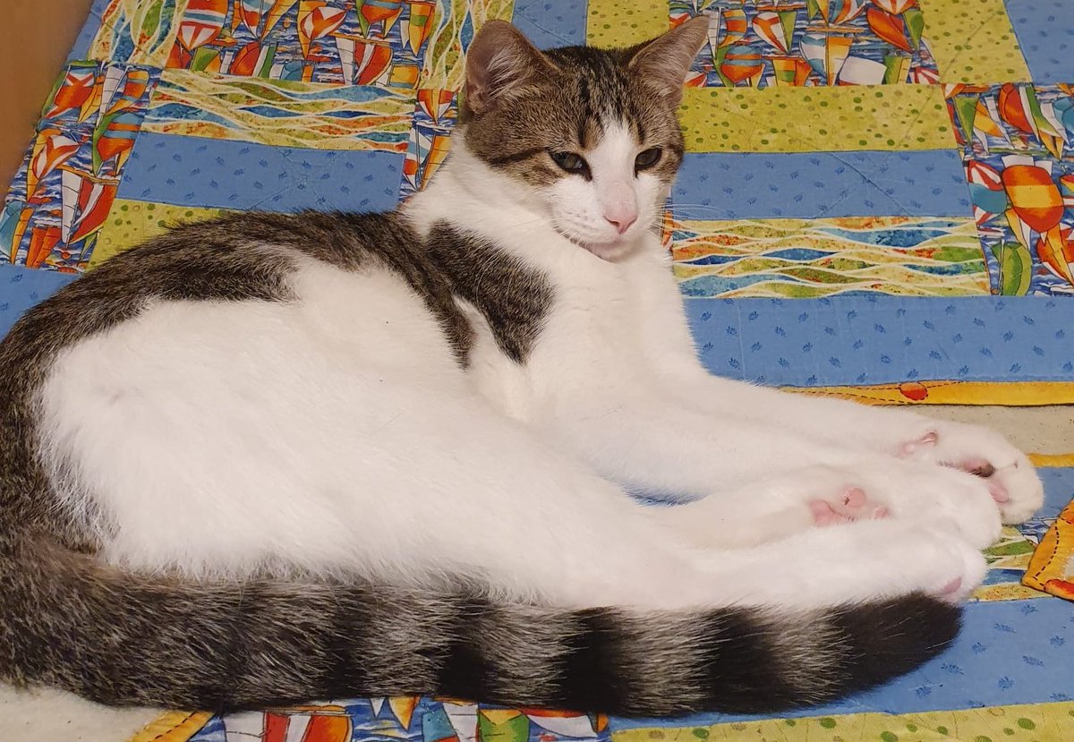 8 miesięczny słodki kociak Killer poleca się do adopcji. Uwielbia mizianie, głaskanie oraz towarzystwo ludzi i innych zwierzaków. Londyn i okolice ale jeśli trzeba będzie to ciocie @NaGwarancji oraz <a href="/le_kitku/">Po prostu Kitku😺💙💛</a> zawiozą gdzie trzeba. Razem z kotkiem prosimy o RT