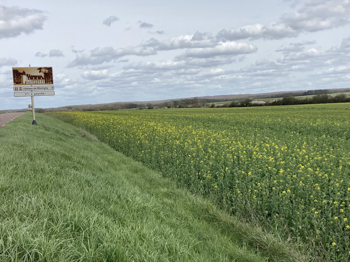 BONNIN1402's tweet photo. #UnCheminlessépare @OlivierCOSTE2 : il est tjrs intéressant de comparer 2 parcelles contiguës qui auront connu les mêmes conditions météo.
Photo 1 : la parcelle mise en musique 🎻 le 4.11
Tu aurais apprécié voir les essais du #DocColza aux confins de la Haute Côte d’Or et du 52 https://t.co/dkMRdHwzjw