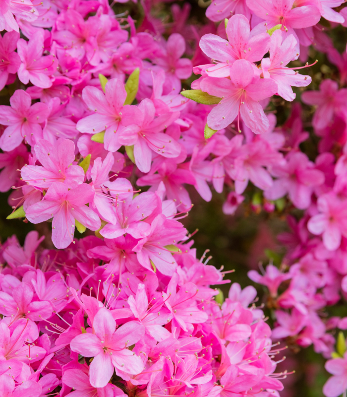 nationaltrust's tweet photo. Pedro Pascal as Spring flowers; a #Blossomwatch thread🌸

Azalea https://t.co/onQs8BCnzN