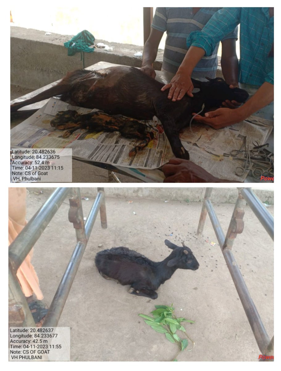 OvsaKandhamal's tweet photo. #Emergency #C_Section a goat, under anesthesia, suffering with herniation of foetus through the mammary gland following infighting. #Veterinary_Surgeon: Dr. Sangram K. Sahu (OVS-1), DVH, Phulbani. @CMO_Odisha @DMKandhamal @farddept @dahvsodisha @rajaaswain @SecyChief @MoSarkar5T https://t.co/tkDlH1kj0f