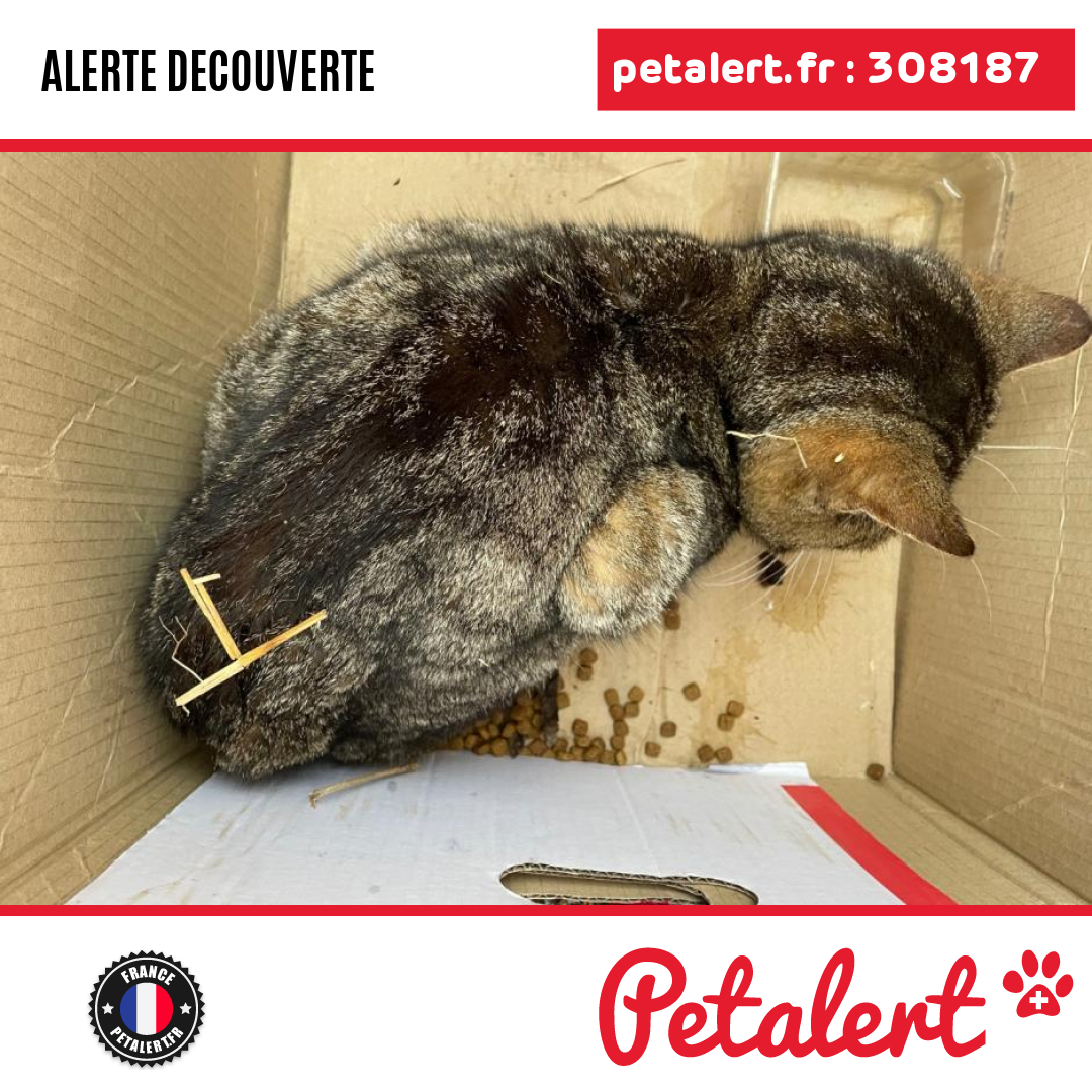 Trouvé #Chat #Marne #Venteuil #Petalert  #PetAlert51 / p3t.co/VfQ7S