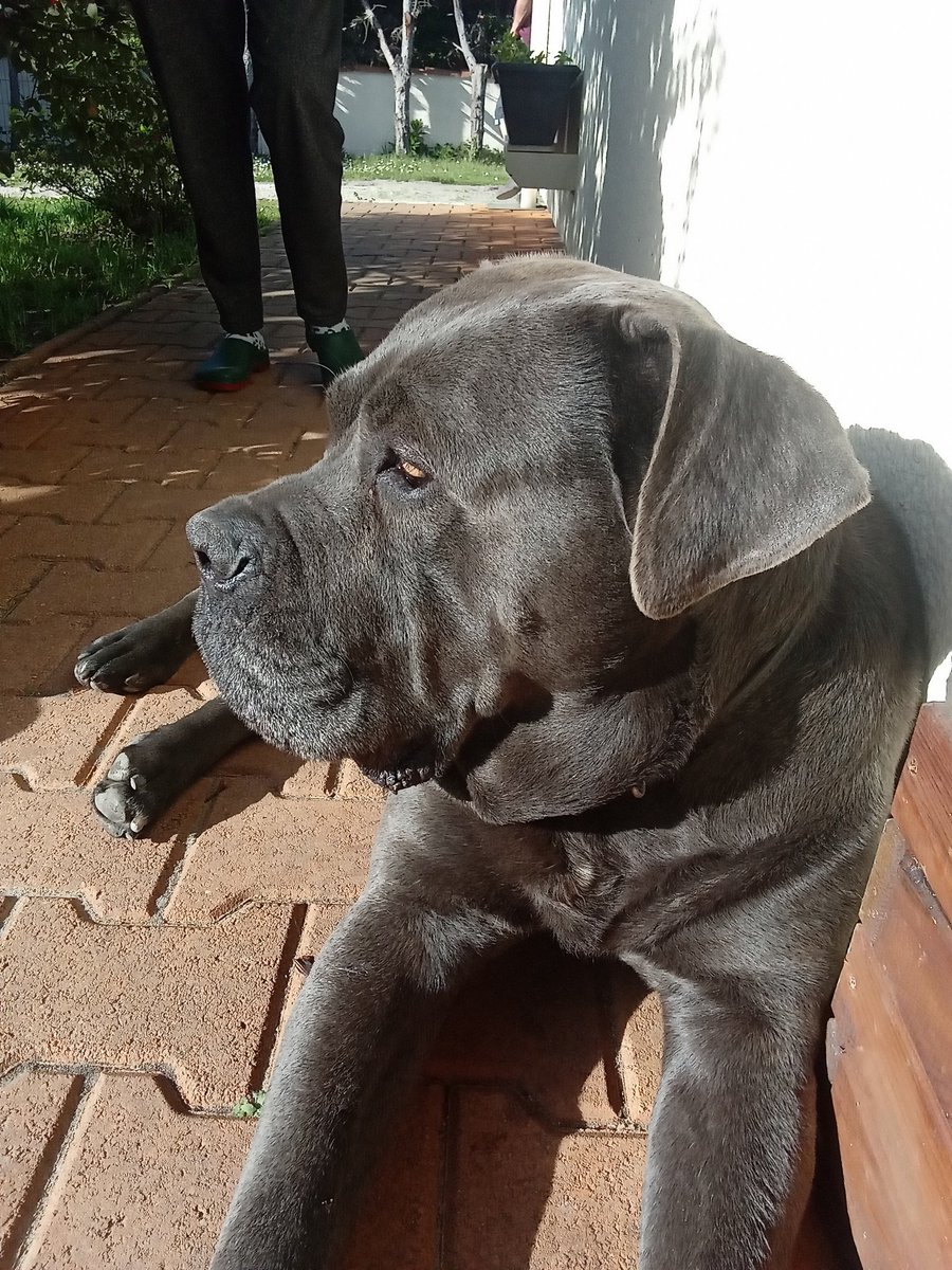 SportssEnzo's tweet photo. 🐶❤️#chien #dog #mignon #cut #ortega https://t.co/NIBagxPamf
