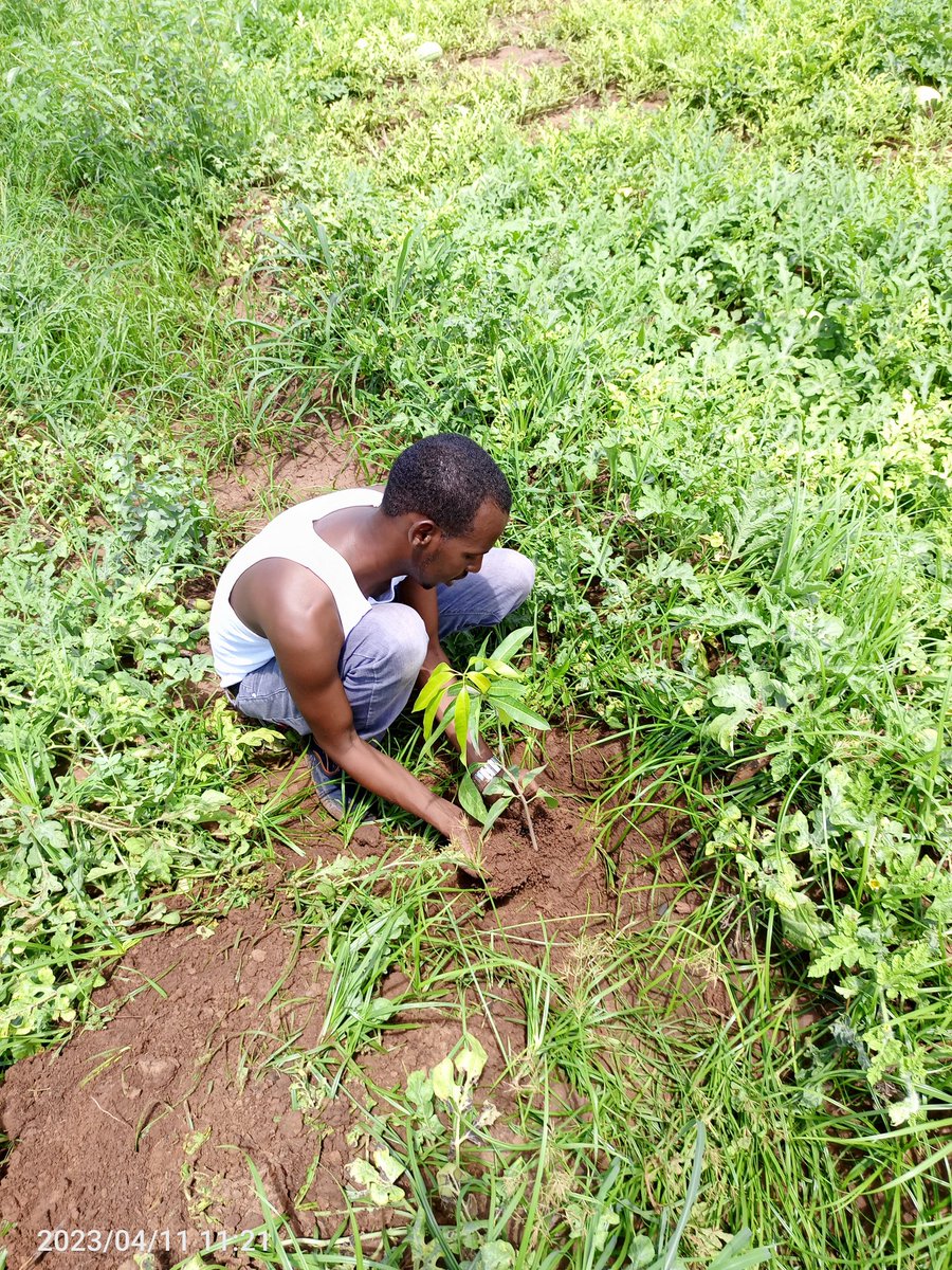 One orchard at a time. #Promoting the #ecosystem. <a href="/KKZiwanifarm/">KKZiwanifarm</a> #Garissa