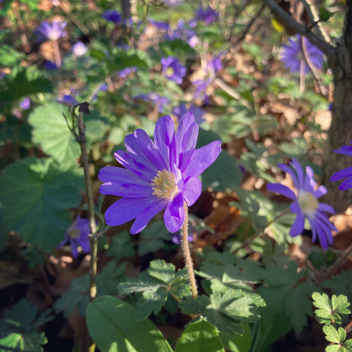 Such a lovely morning after so much rain!☀️ these pretty anemones have self-seeded under our hawthorn hedge💜