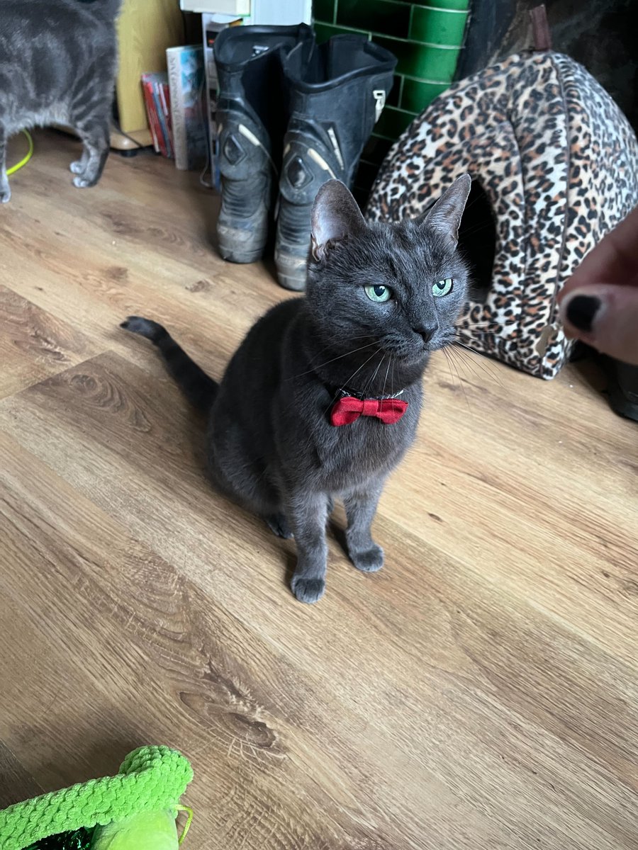 VoiceComms's tweet image. It's National Pet Day and we thought it was the perfect time to share our team of pets.

Aren't they just the cutest?!

#CornishAgency #EssexAgency #CornishBusiness #EssexBusiness #MarketingExperts #NationalPetDay #OfficePet #OfficeDog