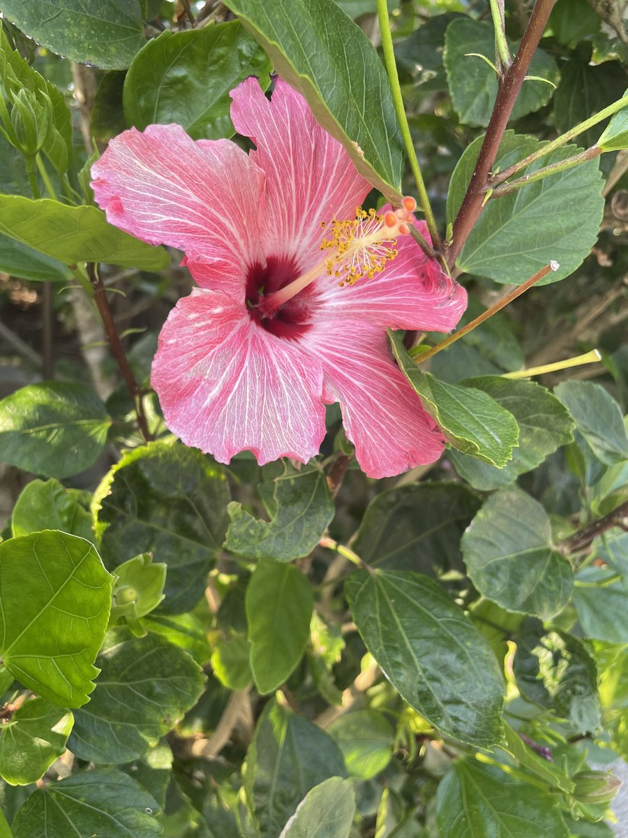 正解は(⊃ ´ ꒳ ` )⊃ 沖縄でしたー🌴🌺✈ たいみそーちー🍍🍍🍍🍍🍍🍍