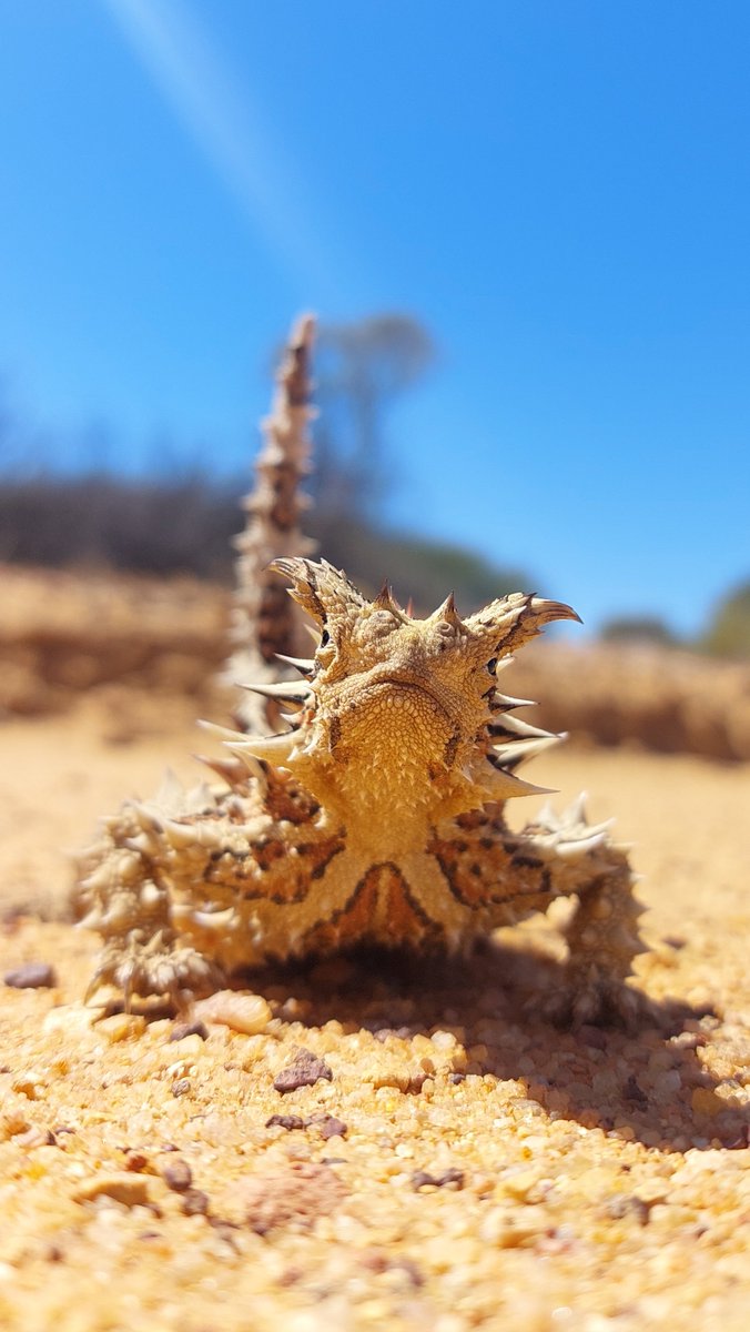 Was stoked to finally meet one of these wonderful critters today: a thorny devil (Moloch horridus) 👿
📍Mt Gibson Sanctuary, Badimia Country
#WildOz