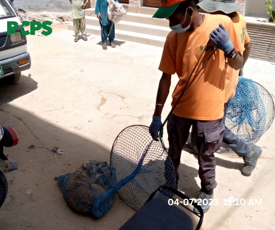 RCPSindh's tweet photo. Day 356~โ
Catch โ
Vaccinate โ
Collarโ
Mark โ
Record
* Safely catching & vaccinating dogs against rabies.
๐Sumera chowk Ancholi society Maymar Karachi.
#RabiesControlProgramSindh #RCPS #ZeroBy30 #UnitedAgainstRabies #WHO #localgovernment #EliminateRabies #BeTheirVoice #Karachi https://t.co/fcA496ttPE