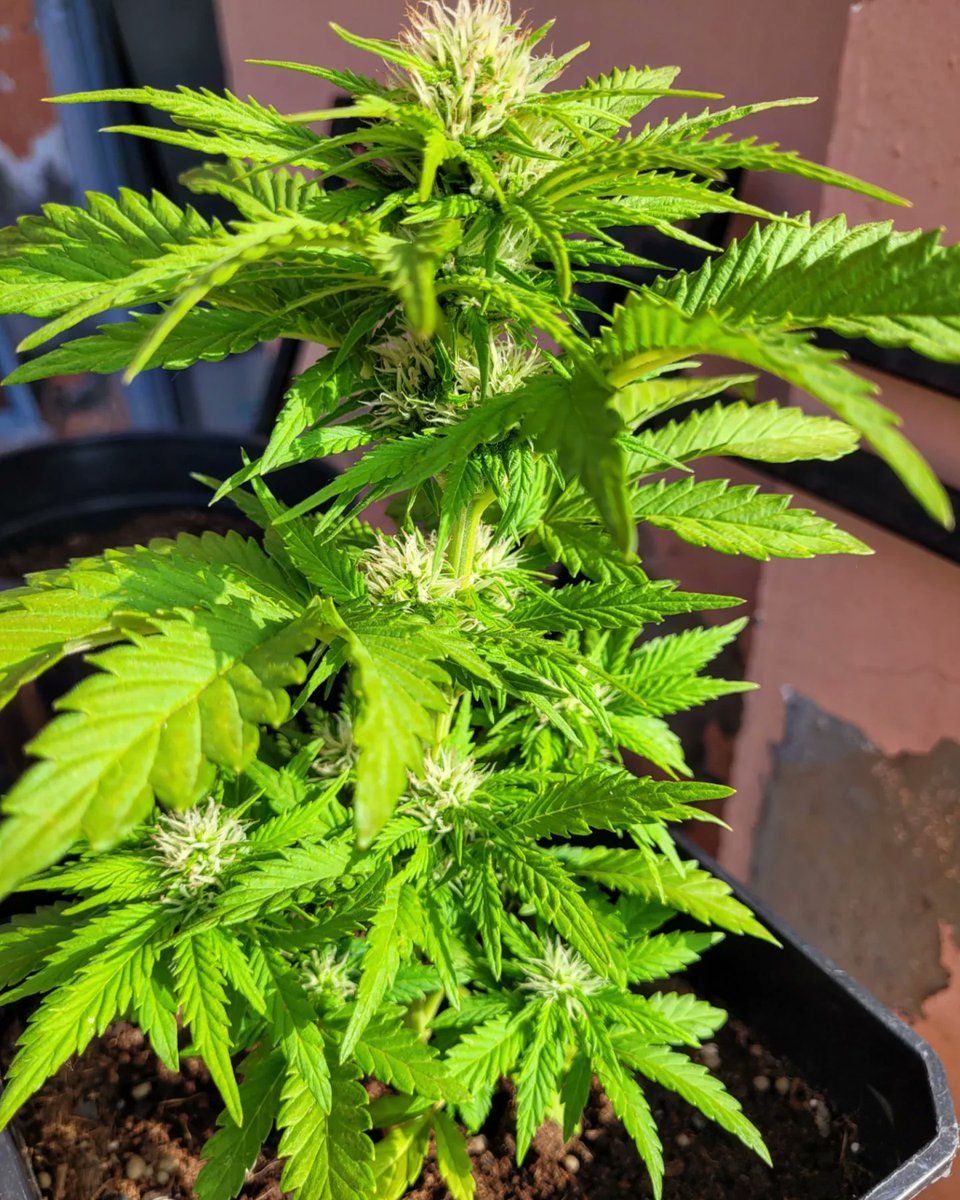 RaulSantos1981's tweet photo. #Martes locos con #LemonOGCandy 🍋
Buena opción para temporada ⭐️
@PhiloSeeds 10% descuento con cod promo: vigiatropical
https://t.co/1oys7VV3RY
#Cannabiscomunity #11Abril https://t.co/yb5uHWAH1H