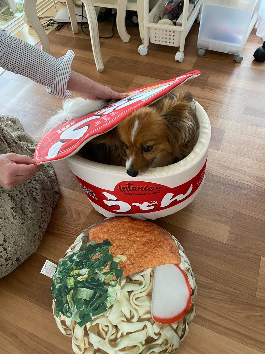 rinrinetuko's tweet photo. 今ウワサのどん兵衛もどきの
お家を買いました。
入れてもすぐに出てくる😱 https://t.co/fOSSyj53cB