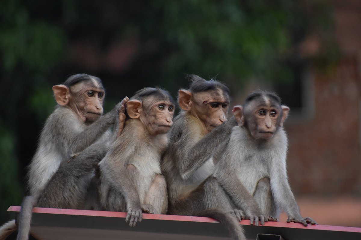 PickupMediaLtd's tweet photo. WTF are chaos monkeys?

Well, they are increasingly important for businesses who want / need to be agile in the post-pandemic, digital era ...

New for @worklife_news.

https://t.co/2QihQsX2Os https://t.co/NVXcrmnNgk