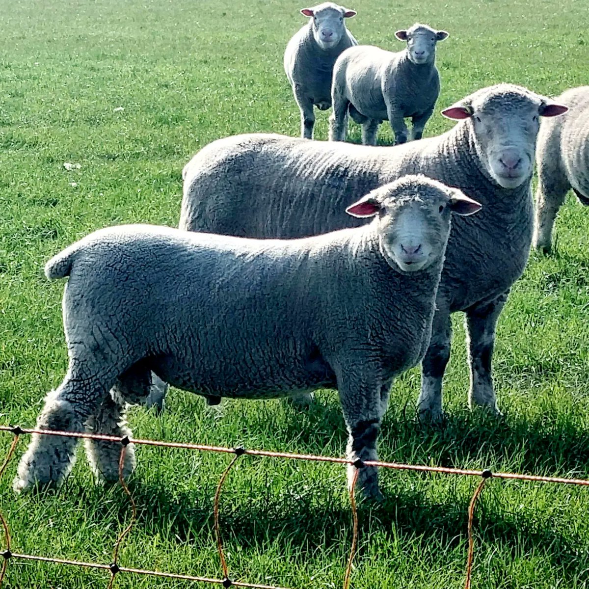 Dorset_Shepherd's tweet photo. Some of this year's ram lambs selected and looking for new CPH's direct off farm.
.
.
.
#DorsetSheep #PollDorset #SheepBreeder #PerformanceRecordedSheep #SignetData #Sheep #SheepFarming #Shepherdess #Shepherd #Tupping #Rams https://t.co/K8gEQ2oZec